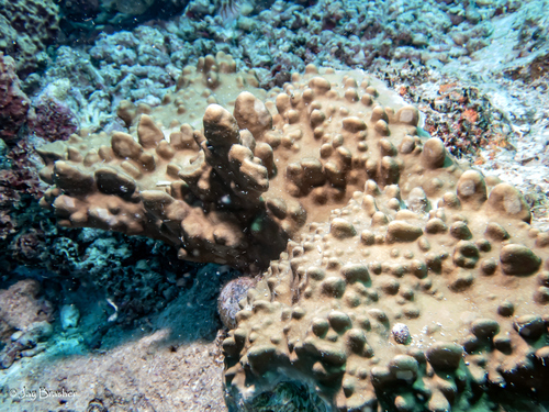 Millepora exaesa observed 2025-03-03