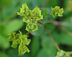 Bupleurum