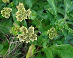 Bupleurum