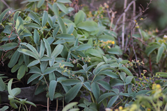 Gymnospermium altaicum