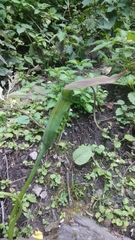 Arisaema jacquemontii
