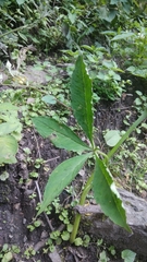 Arisaema jacquemontii