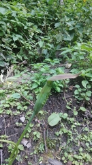 Arisaema jacquemontii