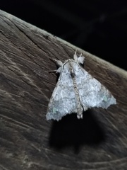 Olceclostera magniplaga