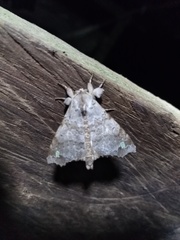 Olceclostera magniplaga