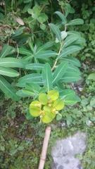 Helioscopia
