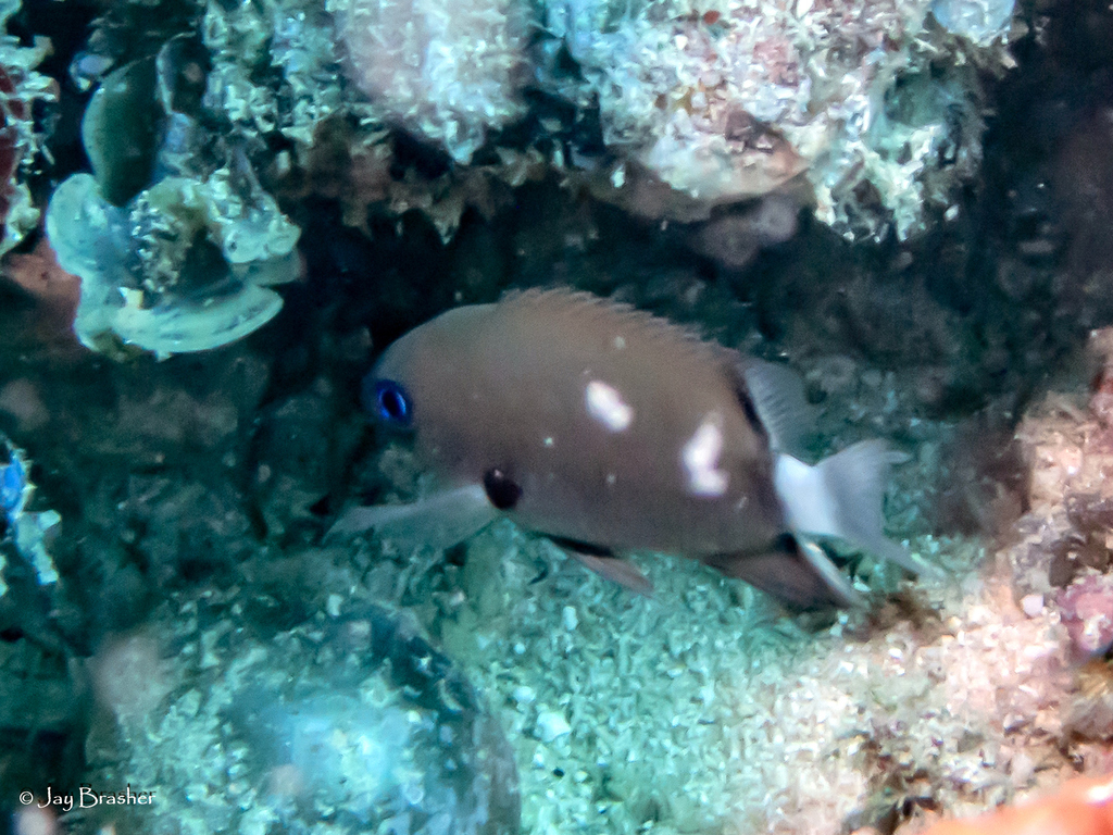 Deep Reef Chromis