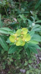Helioscopia