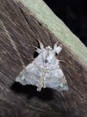 Olceclostera magniplaga