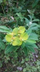 Helioscopia