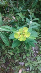 Helioscopia