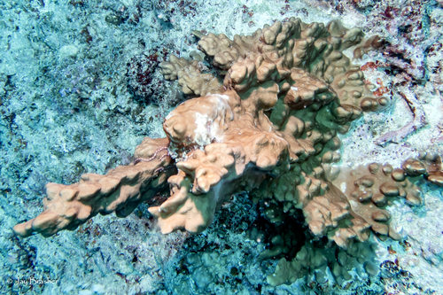 Millepora exaesa observed 2025-03-03