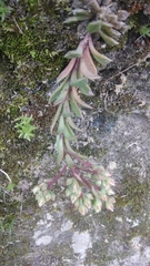 Sinocrassula indica