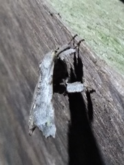 Olceclostera magniplaga