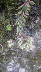 Sinocrassula indica