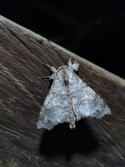 Olceclostera magniplaga
