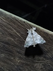 Olceclostera magniplaga