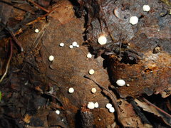 Hymenoscyphus immutabilis