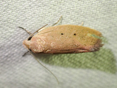 Acanthodela protophaes