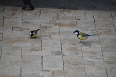 Parus major