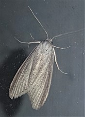 Prionopterina grammatistis