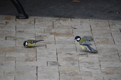 Parus major