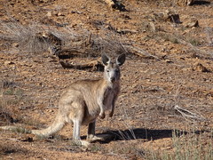Osphranter robustus erubescens