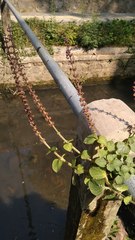 Coleus monostachyus