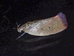 Acanthodela protophaes