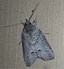 Nycteola polycyma
