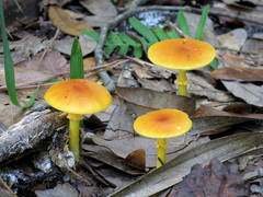 Amanita flavoconia image
