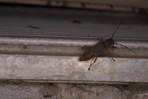 Elm Borer photo 5