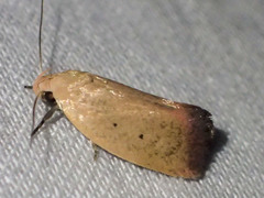 Acanthodela protophaes