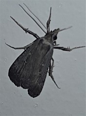 Tathorhynchus fallax