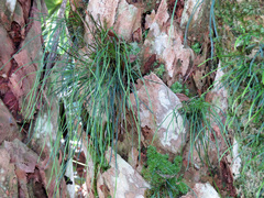 Vittaria lineata image