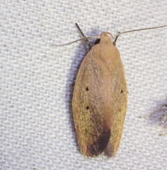 Acanthodela protophaes