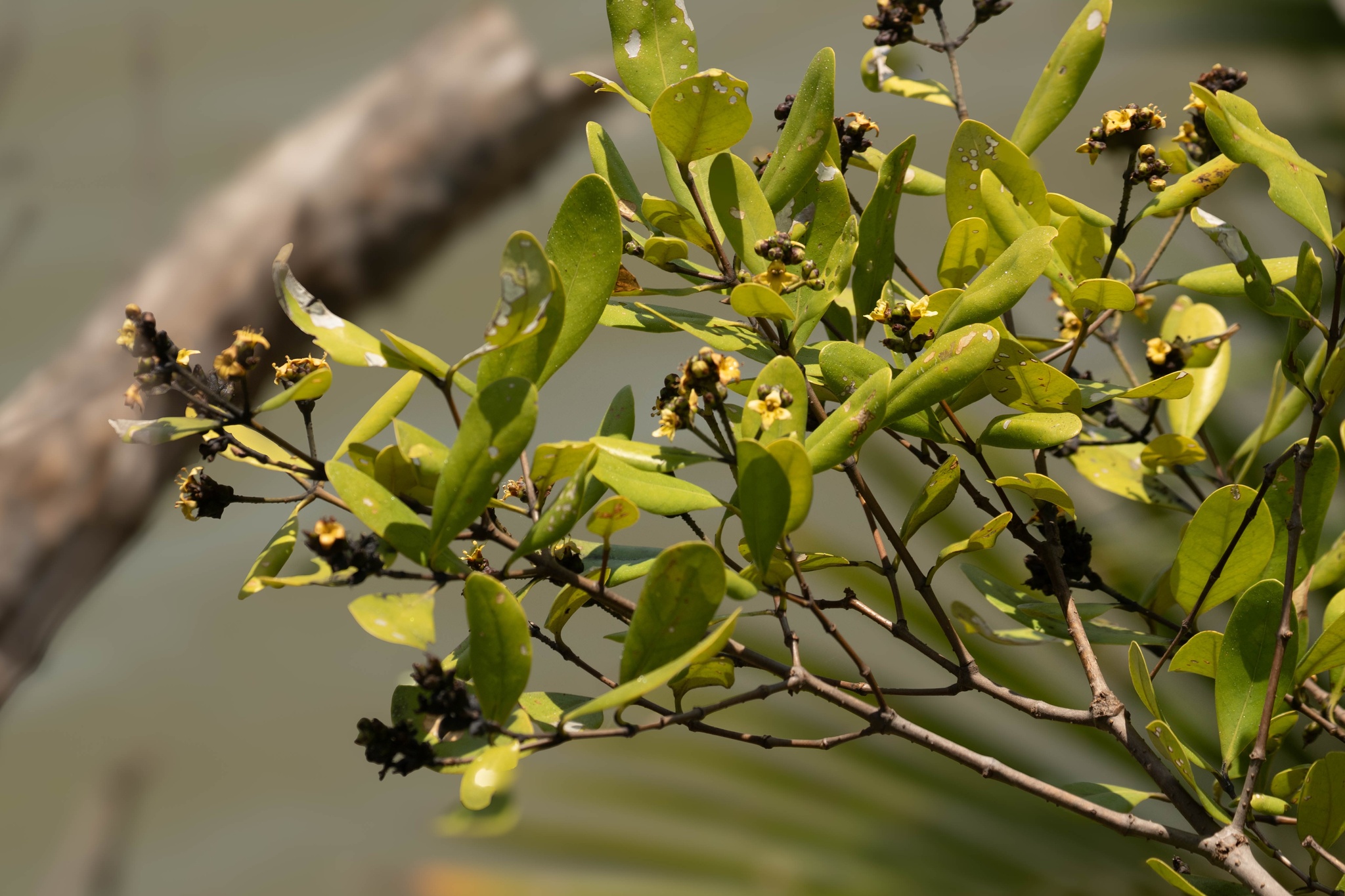 Avicennia officinalis (Avicennia officinalis)
