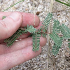 Dalea albiflora