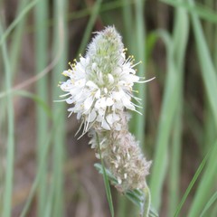 Dalea albiflora