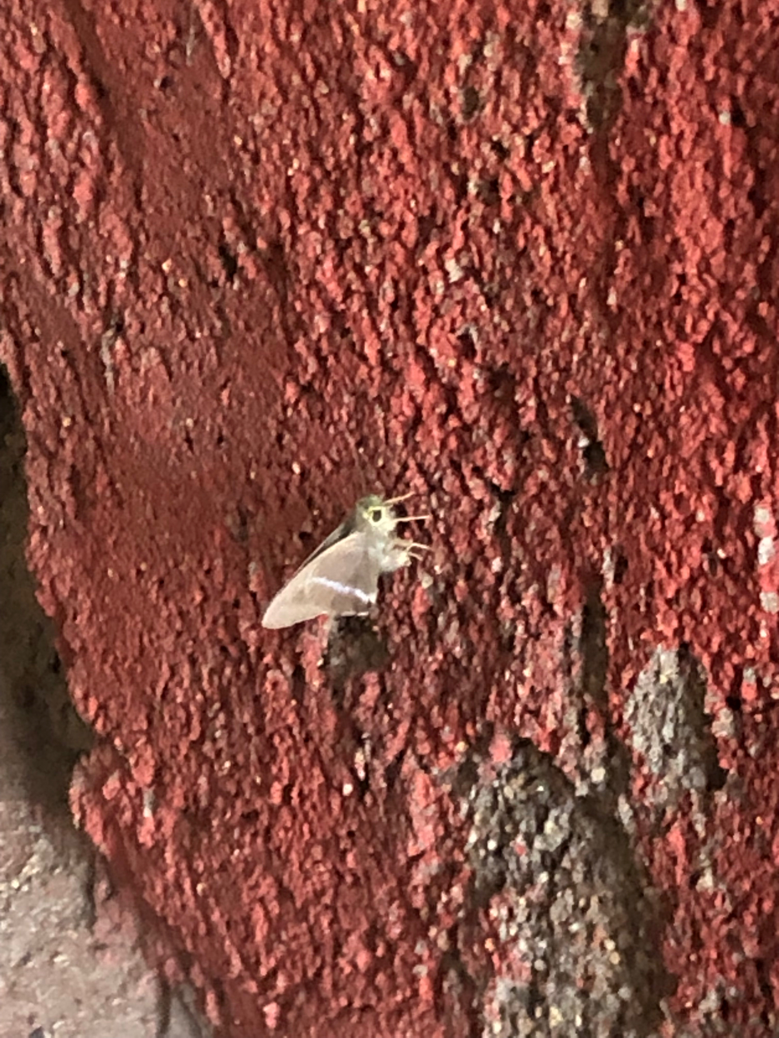 Common Banded Awl