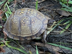 Terrapene carolina triunguis