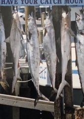 Scomberomorus cavalla