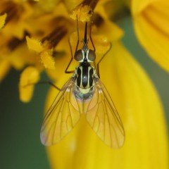 Phthiriinae