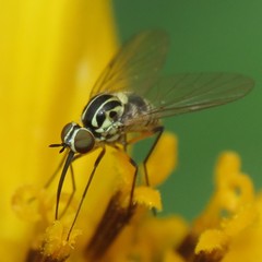 Phthiriinae