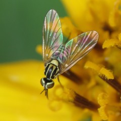Phthiriinae