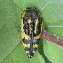 Acmaeodera amplicollis