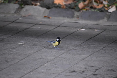 Parus major