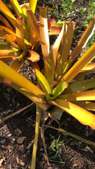 Aechmea blanchetiana