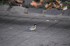 Parus major