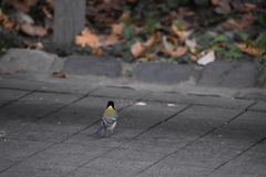 Parus major